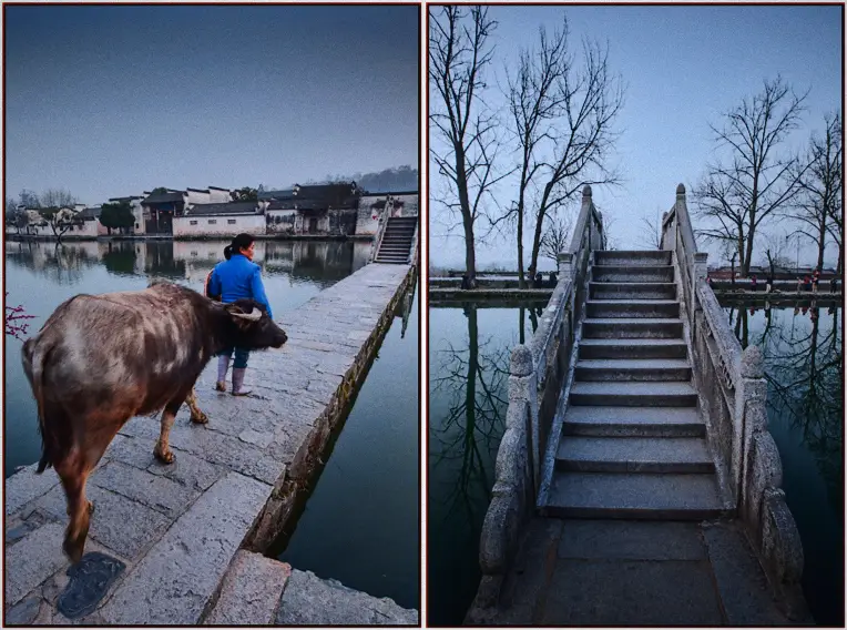 China Hongcun Travel Photography buffelo on bridge