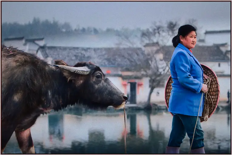 China Hongcun Travel Photography Buffelo with UNESCO heritage buildings